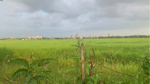 Photo of field of grass with a city at the edge and many gray clouds.