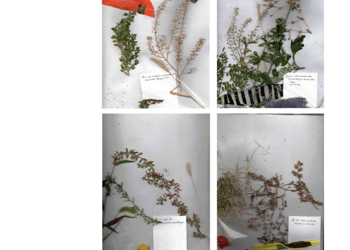 plant cuttings in bags against white paper